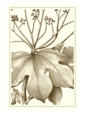 Cropped Sepia Botanical VI