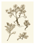Sepia Nature Study II