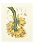 Island Fruits II