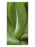 Patterned Nature I