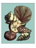 Printed Shell & Coral Collection I