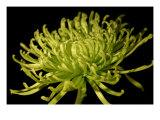 Fuji Mum II