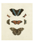 Butterflies IV