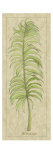 Arecaceae Leaf