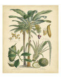 Fruitful Palm II