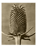 Sepia Botany Study III