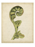 Fiddlehead Ferns I