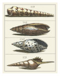 Seashell Menagerie III