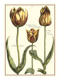 Tulipa II