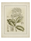 Tinted Botanical III