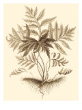 Sepia Munting Foliage IV