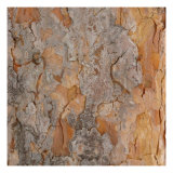 Nature's Textures VII