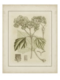 Tinted Botanical IV