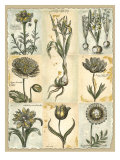 Botanical Patchwork II