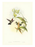 Hummingbird IV