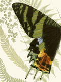 Butterfly Symmetry I