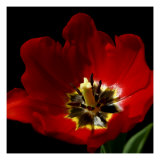 Shimmering Tulips II