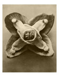 Sepia Botany Study V