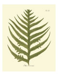 Antique Fern VIII