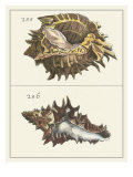 Seashell Menagerie I