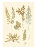Fern Impressions I