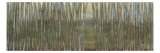 Blue Birch Forest II