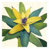 Tropical Bloom I