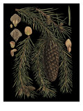 Dramatic Conifers III
