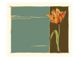 Parrot Tulip II