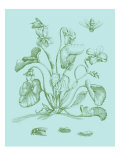 Spring Cyclamen II