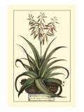 Antique Munting Aloe III