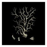 Black and Tan Coral I