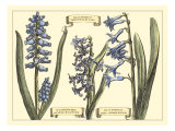 Hyacinth in Bloom