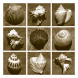 Shell Sampler
