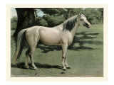 Cassell's Horse I