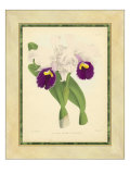 Fitch Orchid I