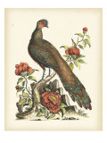 Regal Pheasants III