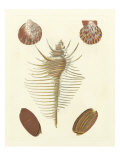 Knorr Shells I