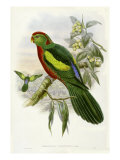 Gould Parrots II