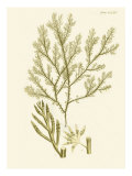Dramatic Seaweed I