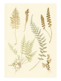 Fern Impressions IV