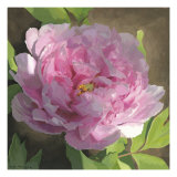 Peony in Pink II