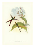 Gould Hummingbird III