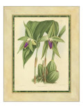 Fitch Orchid VI