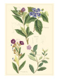 Botanical I