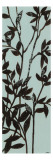 Ebony Eucalyptus on Blue II