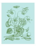 Spring Cyclamen I