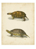 Turtle Duo I