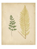 Cottage Ferns IV