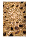 Ammonite I